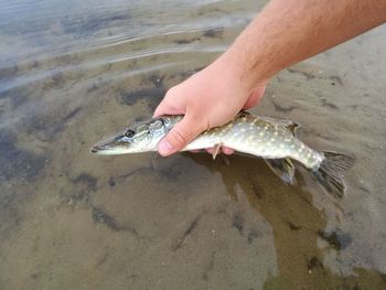 Close-up of hand holding fish