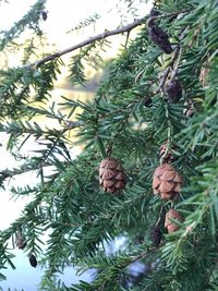 Low angle view of plants against trees