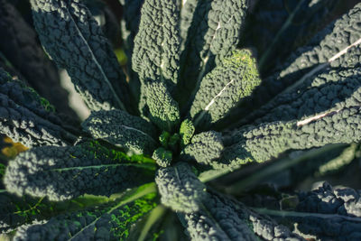 Close-up of vegetable