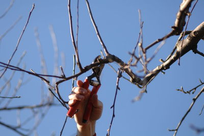 Low angle view of hand holding branches against clear sky