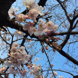 Low angle view of apple blossoms in spring