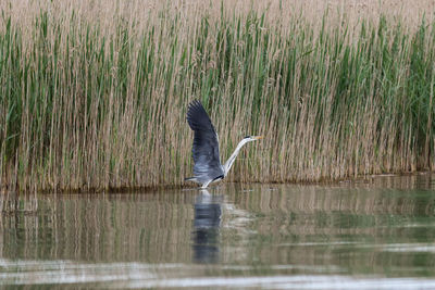 Full length of gray heron on lake