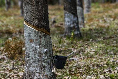 Close-up of tree trunk in forest