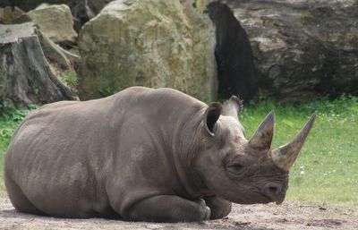 View of a rhino relaxing on rock