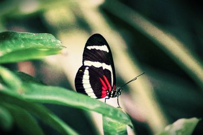 Butterfly on leaf