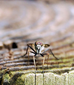 Close-up of insect