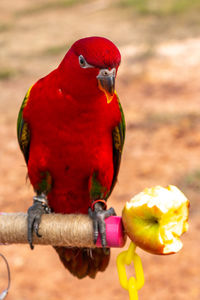 Close-up of parrot perching on branch