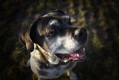 Dog looking away outdoors