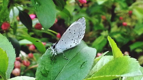 Close-up of butterfly on leaf