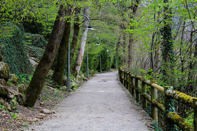 Pathway along trees in forest