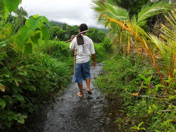 Rear view of farmer holding shovels while walking on stream amidst plants