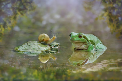 Close-up of frog on leaves in lake
