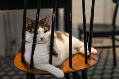 Close-up of cat sitting on chair