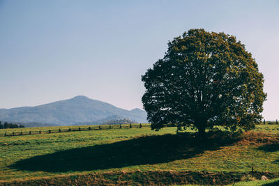 Tree on field against clear sky