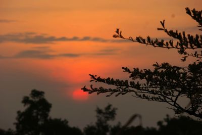 Low angle view of silhouette tree against orange sky