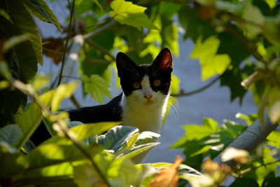 Portrait of cat on branch