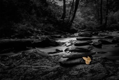 Close-up of stack of tree