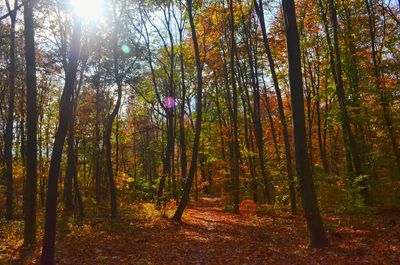 Sunlight streaming through trees in forest