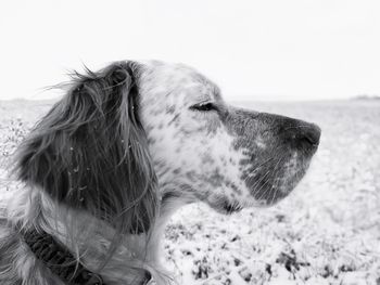 Close-up of a dog looking away