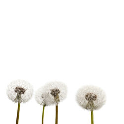 Close-up of dandelion against white background