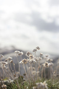 Close-up of plants against sky
