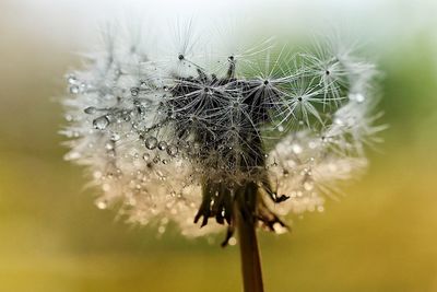 Close-up of insect on flower