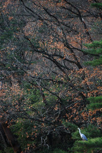 View of a bird in the forest