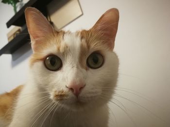 Close-up portrait of a cat