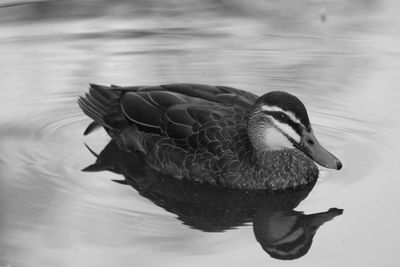 Close-up of duck in lake