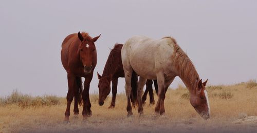 Horses in a field