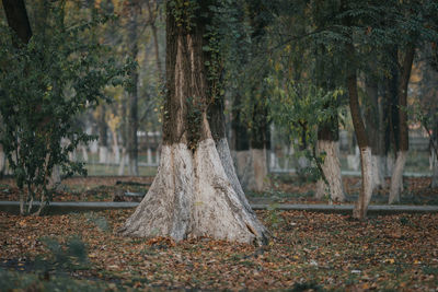 Trees growing in forest during autumn