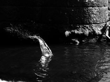 Duck swimming in sea