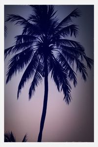 Low angle view of palm trees against sky