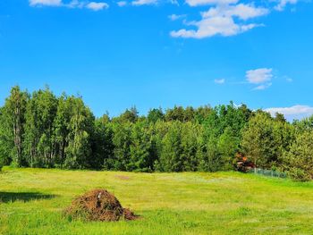 Trees on field against sky