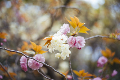 Close-up of cherry blossom