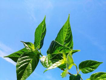 Low angle view of leaves against blue sky