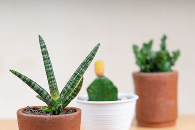 Close-up of potted plant on table