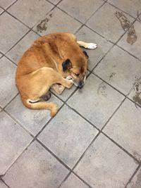 High angle view of a dog lying on floor