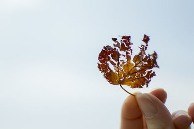 Cropped image of hand holding leaf