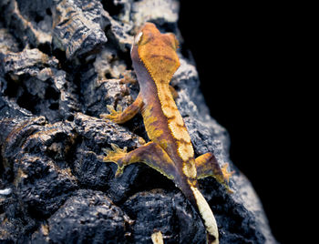 Close-up of lizard on rock