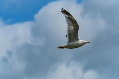Seagull flying with just sky and clouds as backdrop. taken at conwy, north wales. 