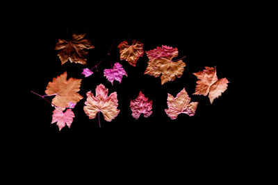 Close-up of pink flowering plant against black background