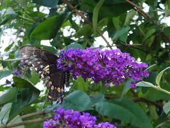 Close-up of butterfly on purple flower