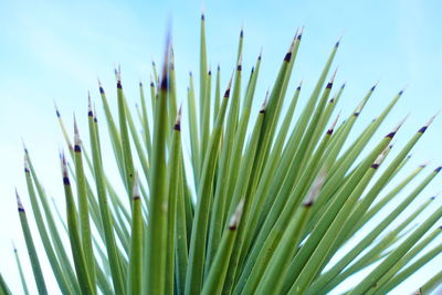 Close-up of plant against blue sky