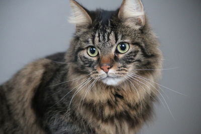 Close-up portrait of cat