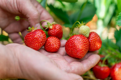 Cropped hand holding strawberries