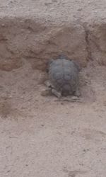 Close-up of lizard on ground