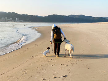 Rear view of dogs on beach