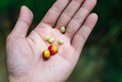 Cropped hand on man holding organic coffee beans