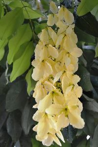 Close-up of flowers